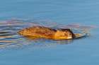 USA, Colorado, Fort Collins. Muskrat swimming in water. Art Print